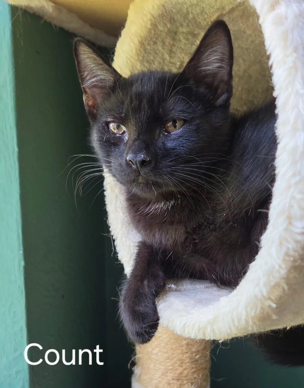 Count - Domestic Short Hair