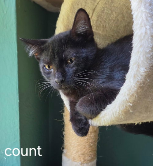 Count photo 2