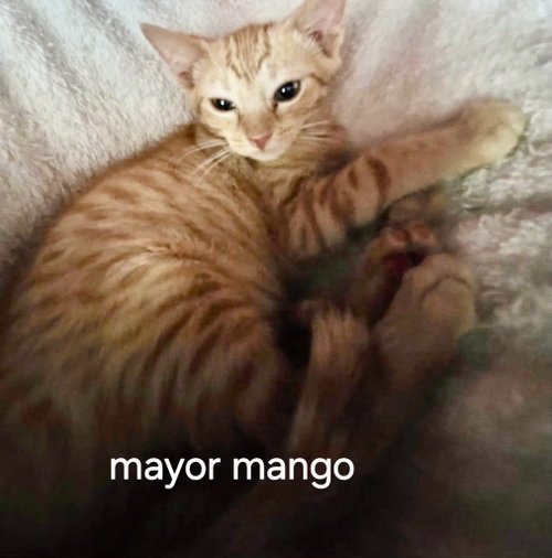 Mayor Mango