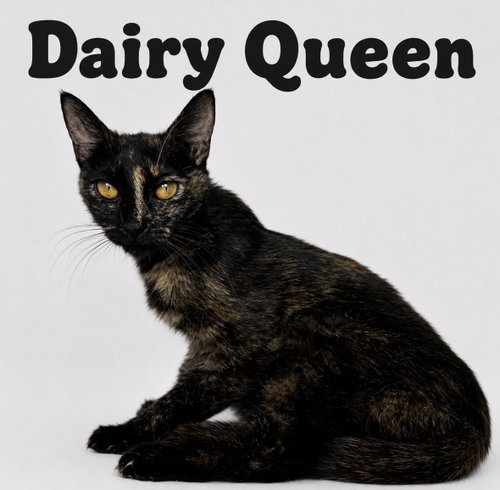 Dairy Queen photo 3
