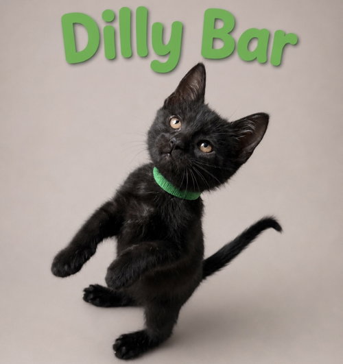 Dilly Bar