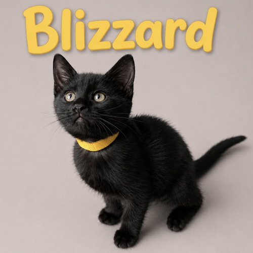 Blizzard