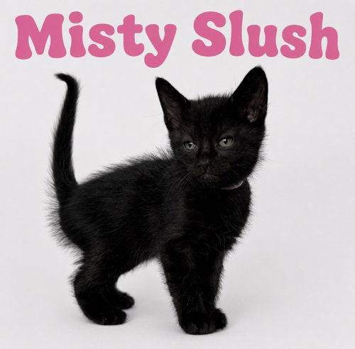 Misty Slush photo 3