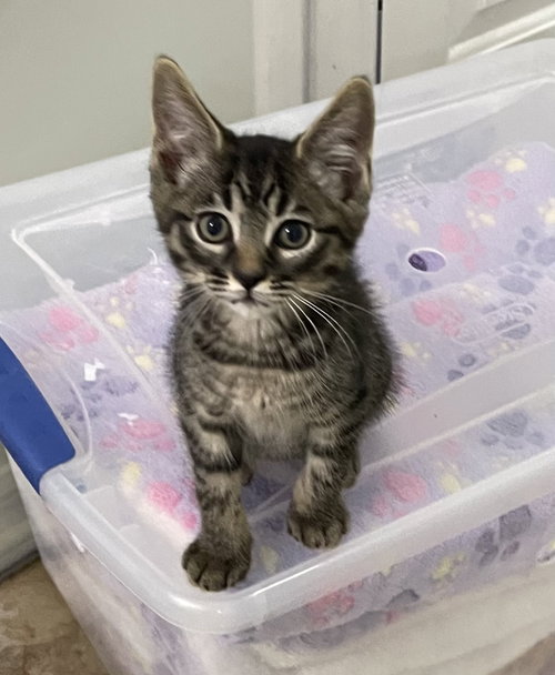 Tucker, Baby Domestic Short Hair / Mixed (short coat), cat for adoption in Ocoee, Florida