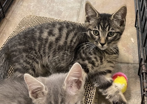 Tucker, Baby Domestic Short Hair / Mixed (short coat), cat for adoption in Oviedo, Florida