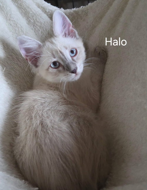 Halo the Lynx Pt Siamese Kitten