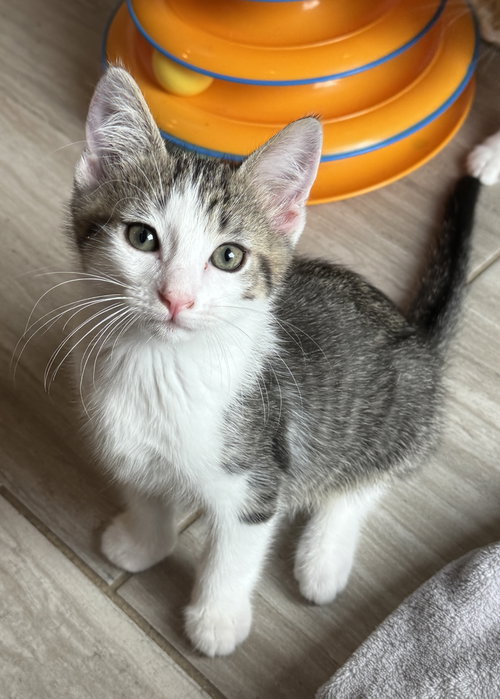 Robyn, Baby Domestic Short Hair / Mixed (short coat), cat for adoption in Oviedo, Florida