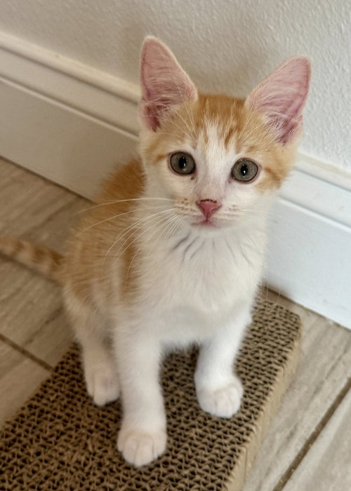 Tangelo, Baby Domestic Short Hair / Mixed (short coat), cat for adoption in Oviedo, Florida