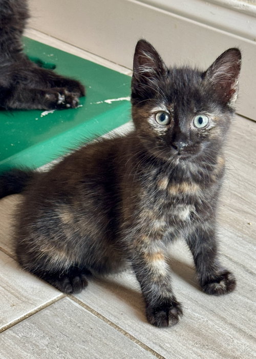 Nova, Baby Domestic Short Hair / Mixed (short coat), cat for adoption in Oviedo, Florida