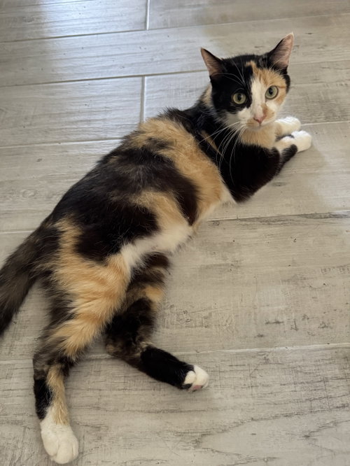 Cali, Adult Domestic Short Hair / Mixed (short coat), cat for adoption in Oviedo, Florida