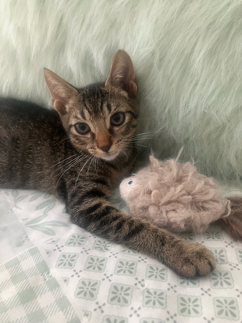 Pecan, an adoptable Domestic Short Hair in Oviedo, FL