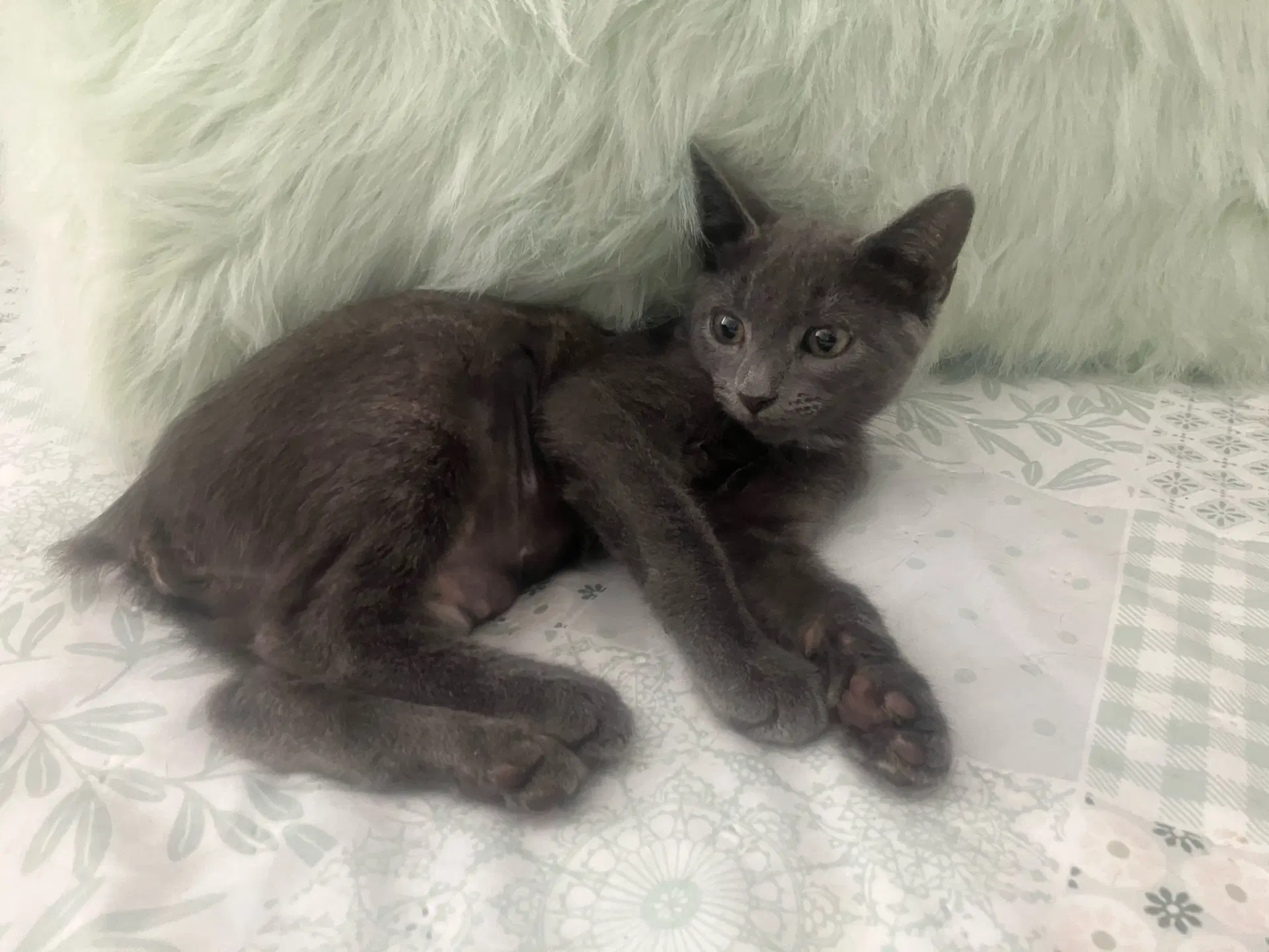 Almond - Domestic Short Hair