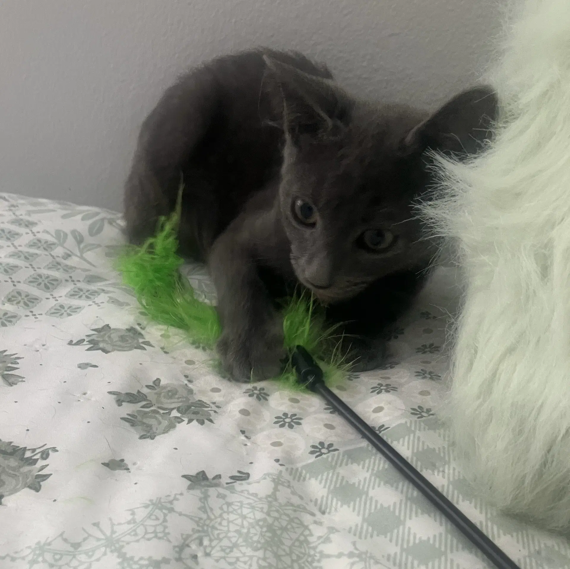 Almond image 4