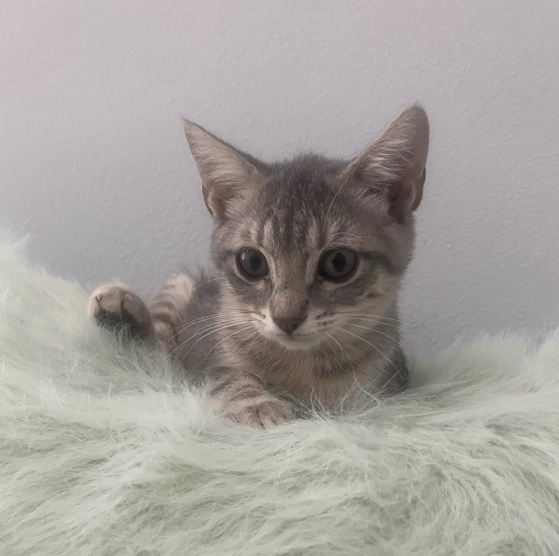 Cashew - Domestic Short Hair