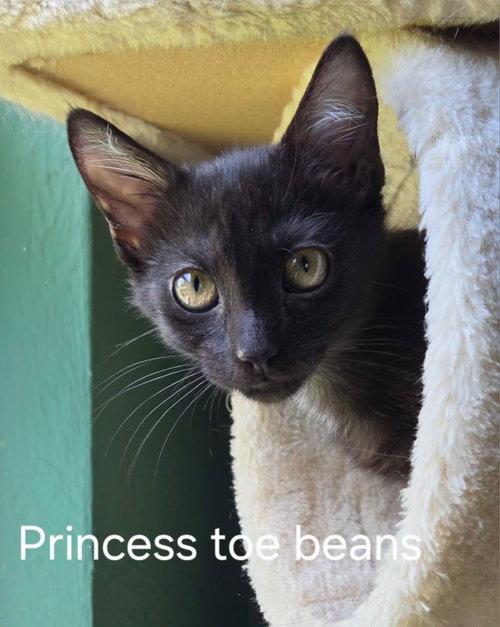 Princess Toebeans