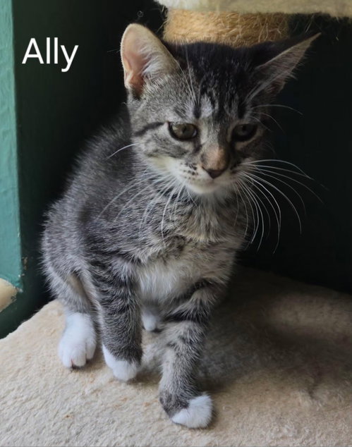 Ally
