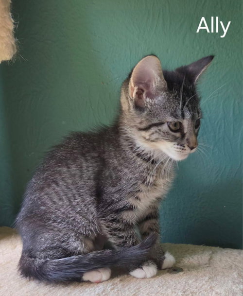 Ally photo 2