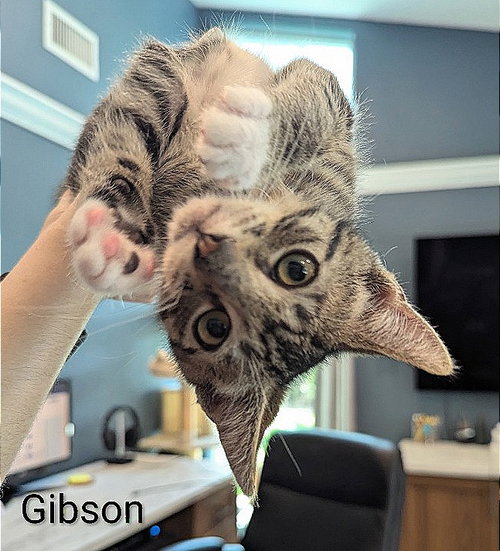 Gibson photo 3