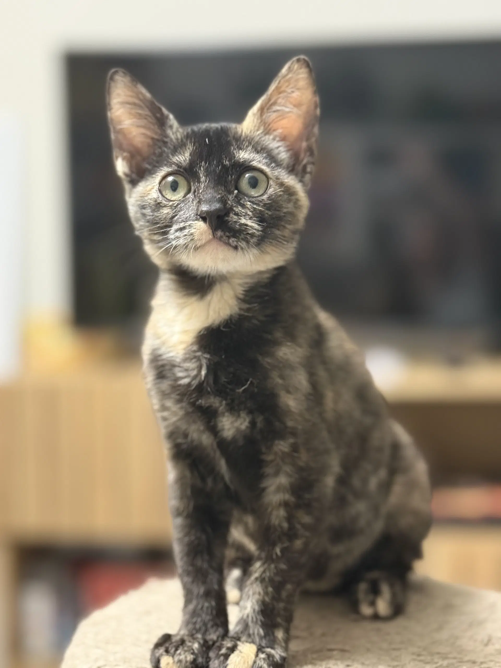 Hope - Domestic Short Hair