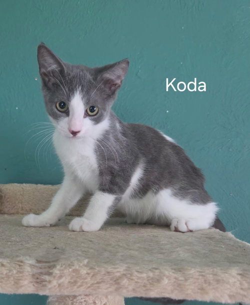 Koda