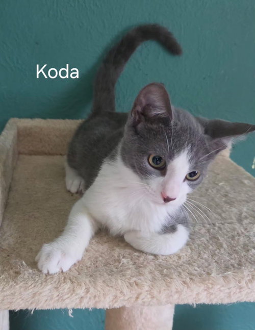 Koda photo 2