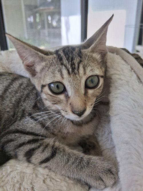 Fern, an adoptable Domestic Short Hair in Oviedo, FL
