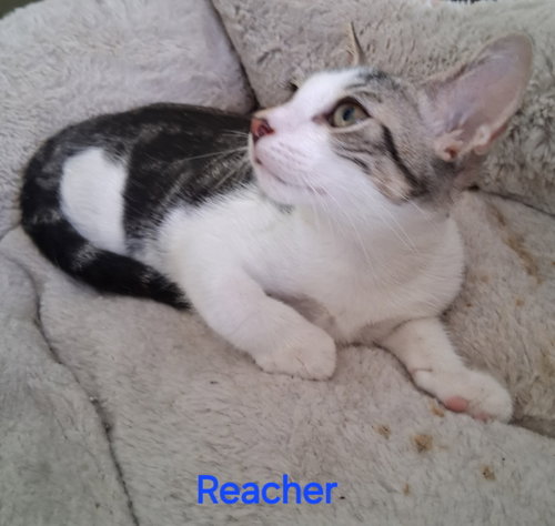 Reacher photo 3