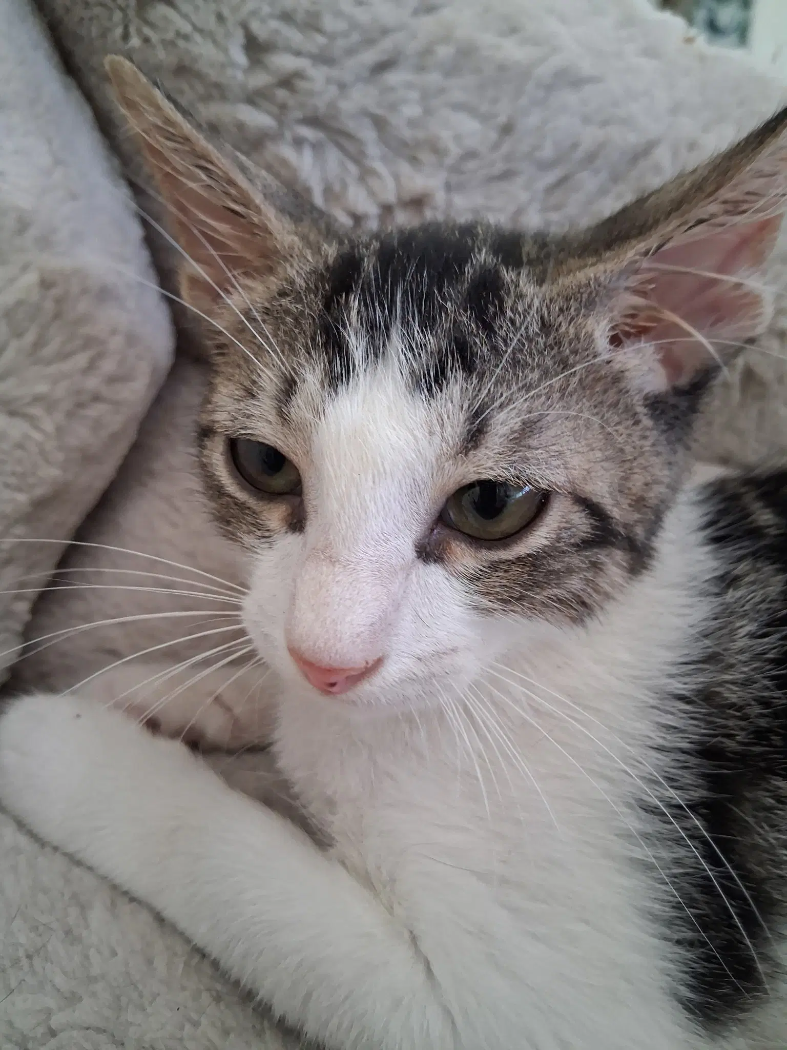 Leon - Domestic Short Hair