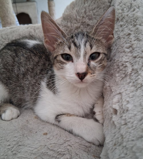 Mitch, an adoptable Domestic Short Hair in Oviedo, FL