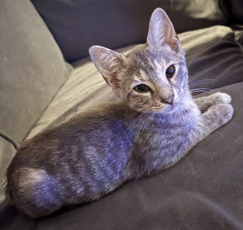 Pepper, an adoptable Domestic Short Hair in Oviedo, FL