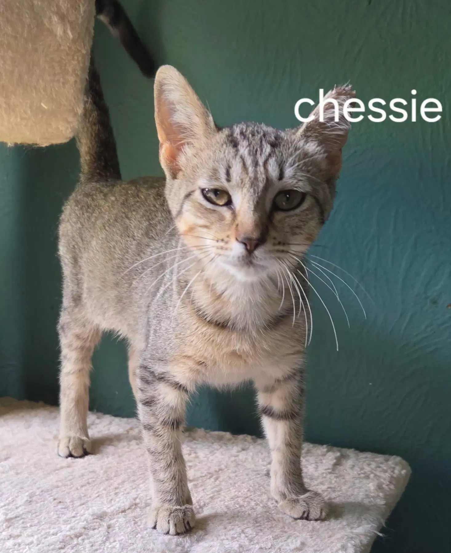 Chessie image 1