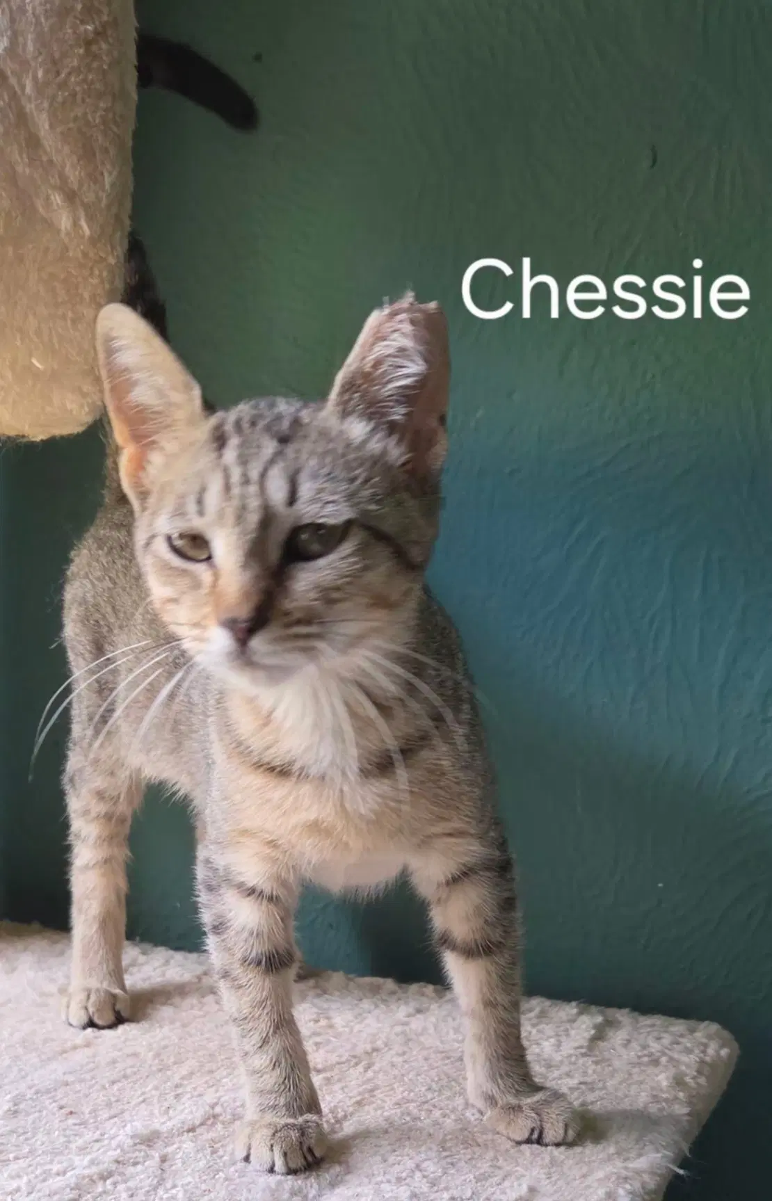 Chessie image 2