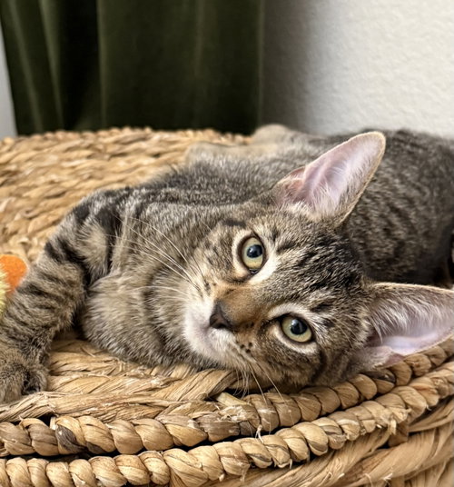 picture of the cat needing adoption