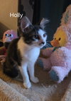 Holly
