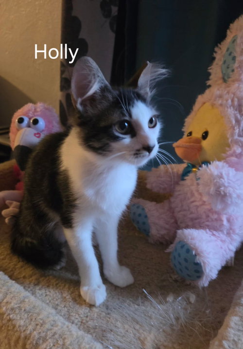 Holly