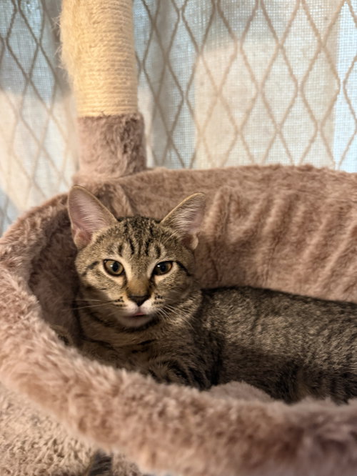 Stormy, an adoptable Domestic Short Hair in Oviedo, FL