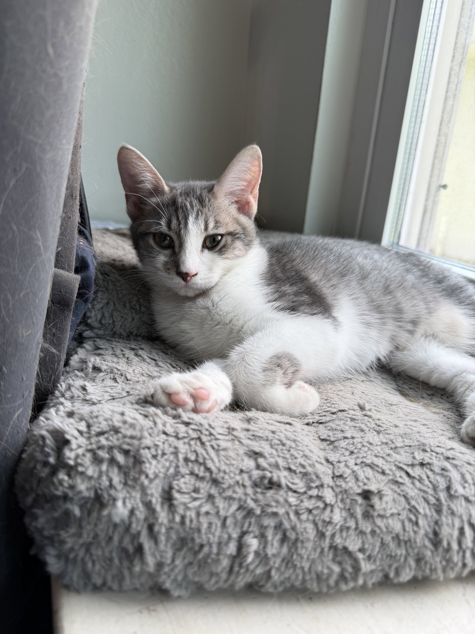 Misty the sweetheart