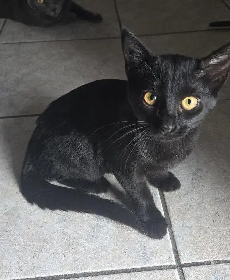 Midnight - Domestic Short Hair