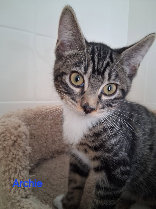 Archie, an adoptable Domestic Short Hair in Oviedo, FL