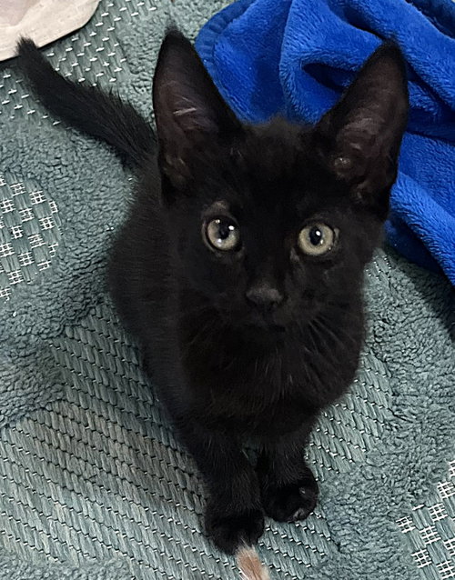 Ellie