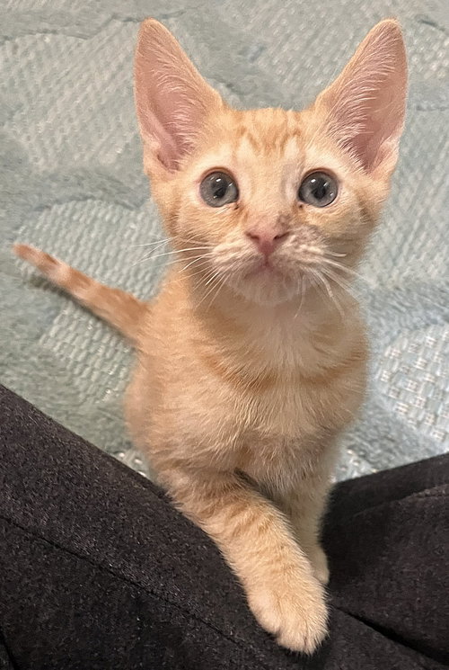 Elliott