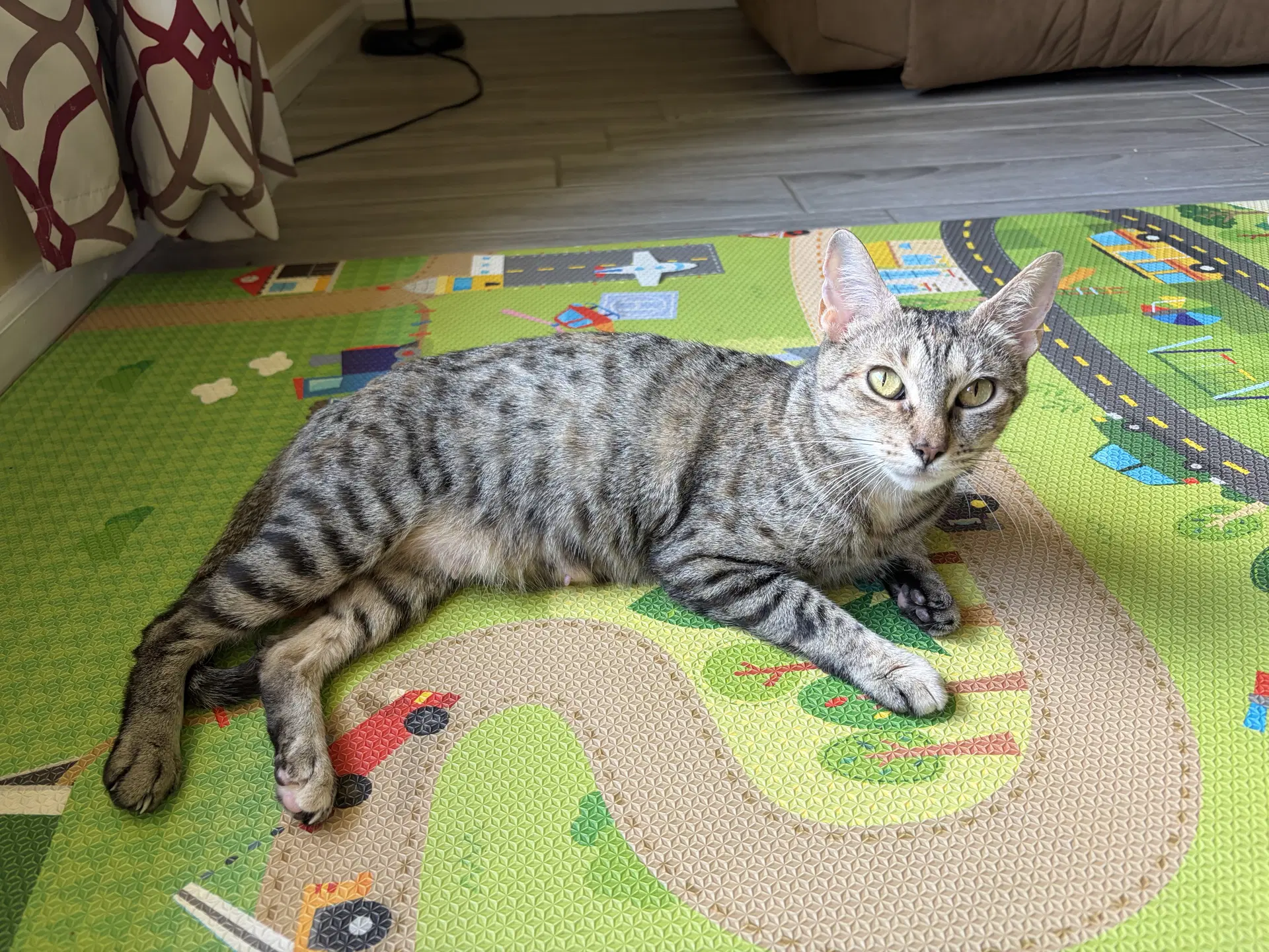 Mama Bear - Domestic Short Hair