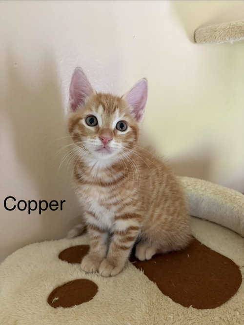 Copper
