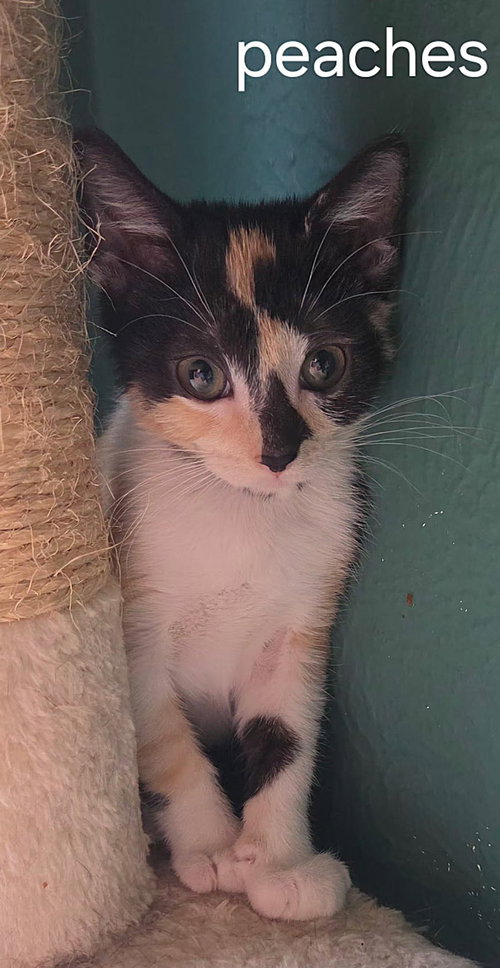 Peaches photo 2