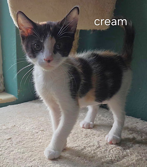 Cream