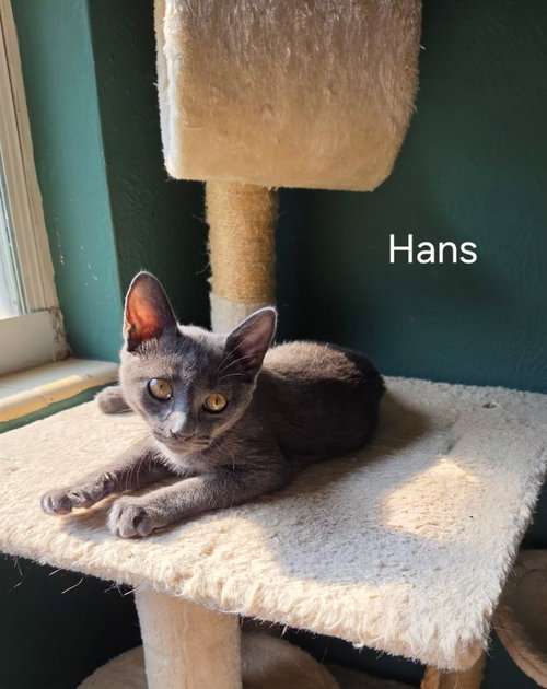 Hans