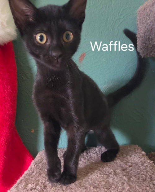 Waffles