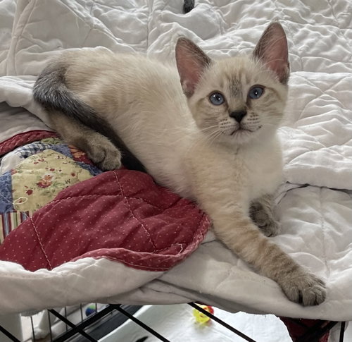 Coco the Lynx Point Siamese
