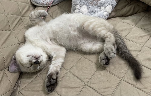 Coco The Lynx Point Siamese photo 2