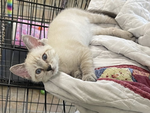 Coco The Lynx Point Siamese photo 3